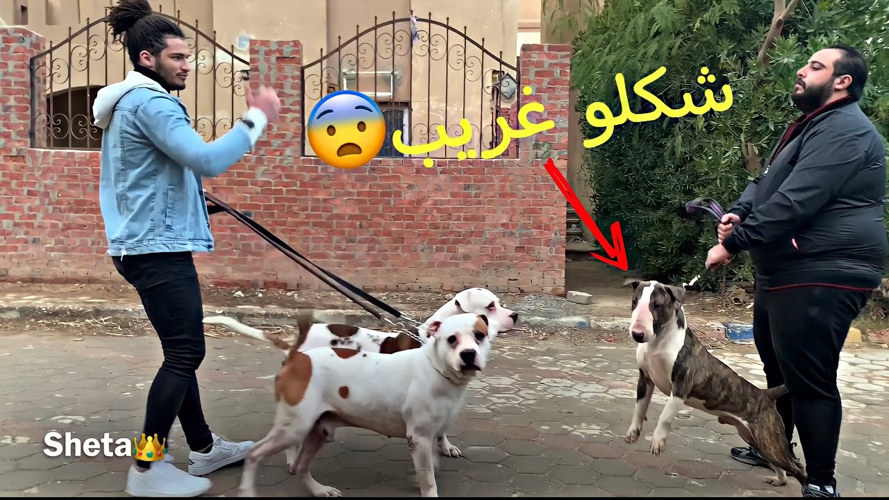 بويكا وسلطان ونيرا وبرسيوزا يقابلو كلب بول ترير لاول مرة😱