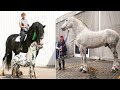 Horse SOO Cute! Cute And funny horse Videos Compilation cute moment #63