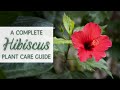 Complete tropical hibiscus plant care guide  hibiscus houseplant care and propagation