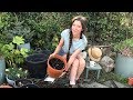 Potting up Dahlia Tubers / Homegrown Garden