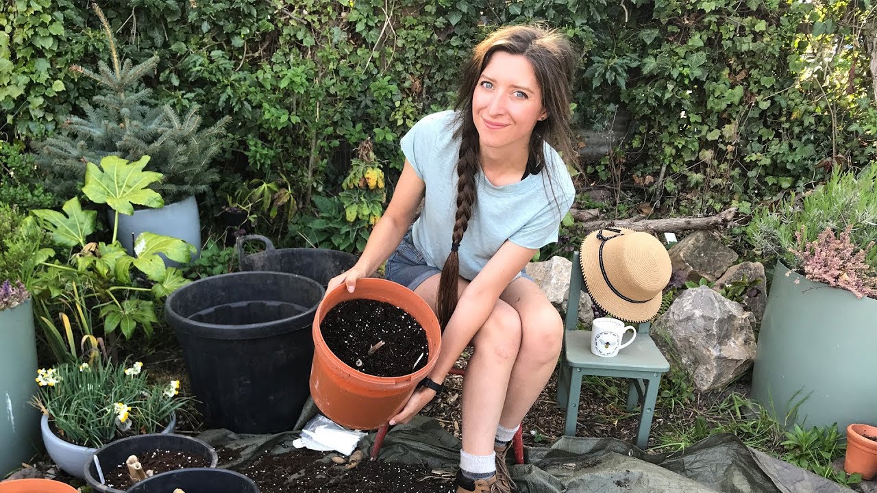 How To Pot up Dahlia Tubers YouTube