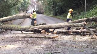 Fallen tree blocks Dunedin road