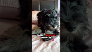 SO I JUST FOUND OUT THAT THE WORLD DOESNβT REVOLVE AROUND ME π³ #dogshorts #puppyshorts #funnydogs SO I JUST FOUND OUT THAT THE WORLD DOESNβT REVOLVE AROUND ME π³ #dogshorts #puppyshorts #funnydogs