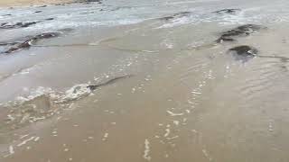 eel migration