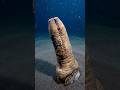 Buried Alive For 160 Years: The Geoduck Nightmare 🐚💀 #shorts #oceanmysteries #deepsea