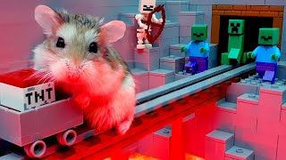 Amazing MAJOR HAMSTER vs extreme HAMSTER MAZE stories #maze #hamster #obstacle_course