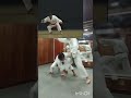 Kusanku dai bunkai!  kanku dai bunkai #karate #bunkai #shorinryu #shotokan #martialarts