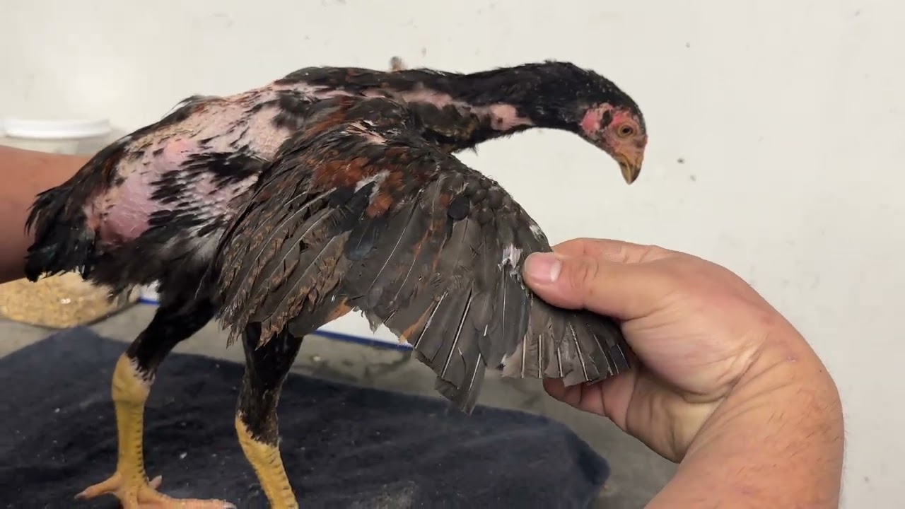 Qaib - mes nyuam Qaib share out part2