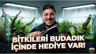 TAKİPÇİLERİME BİTKİ HEDİYE EDİYORUM! 🎁 Hi-Tech Tank Bakımı ve Budama