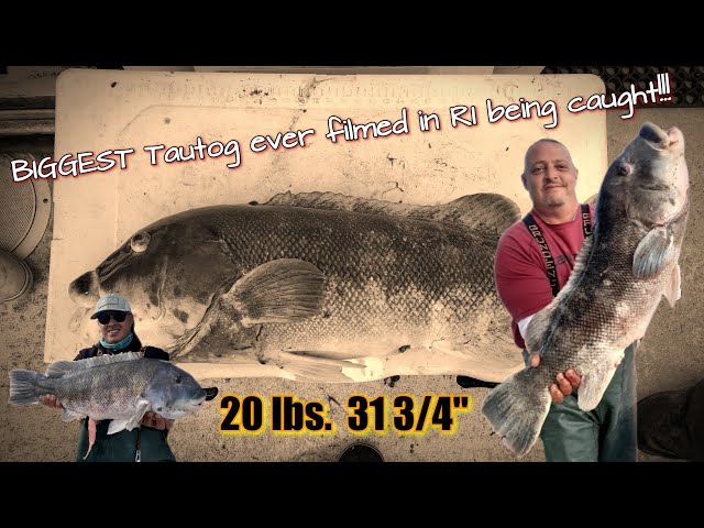 Jigging World  Offically, the BIGGEST Tautog aka Blackfish caught