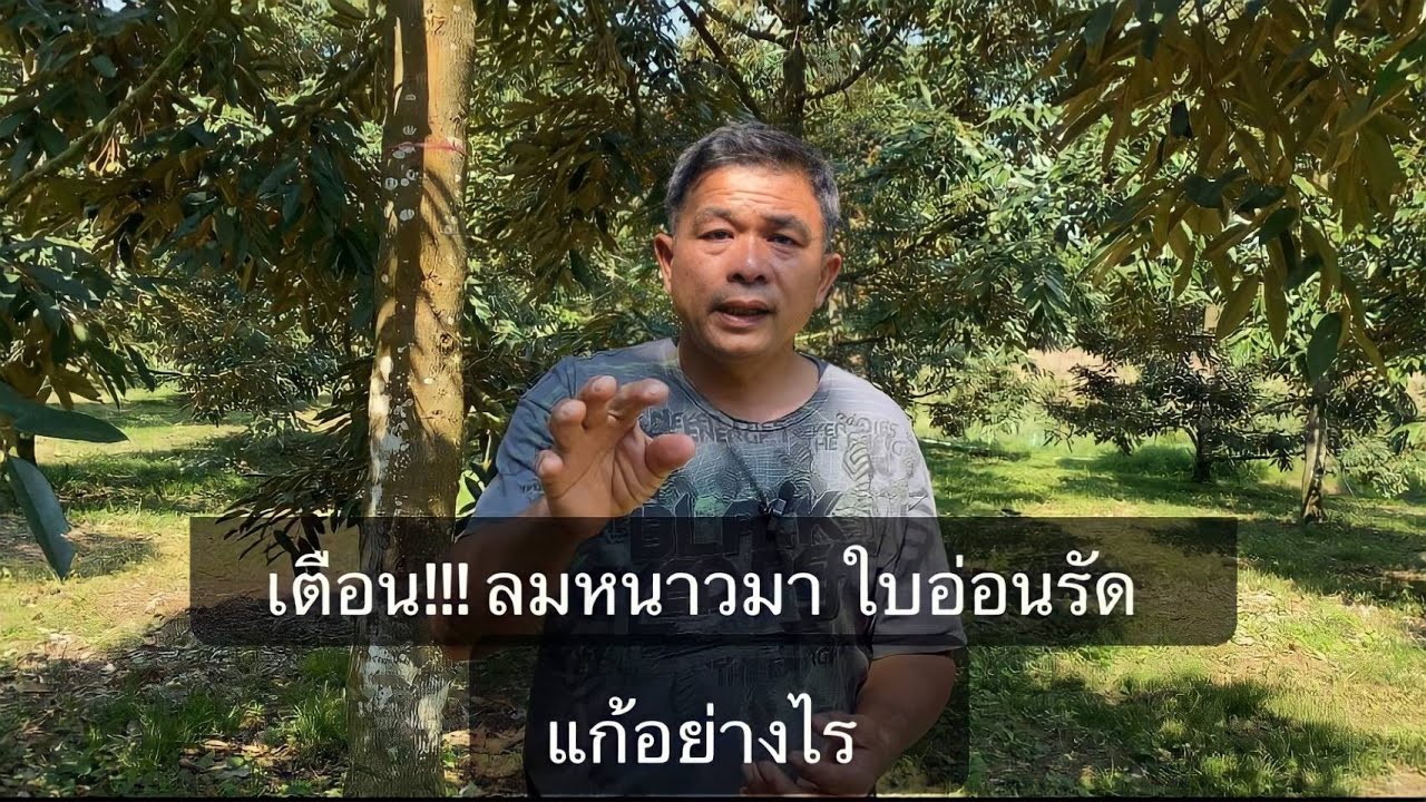 เตือน!!! ลมหนาวมา ใบอ่อนเริ่มรัด แก้อย่างไร