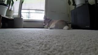 Broading Corgi at the window again omg 2