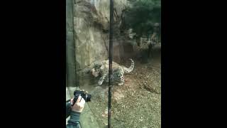 Philadelphia zoo baby snow leopards playing part 2