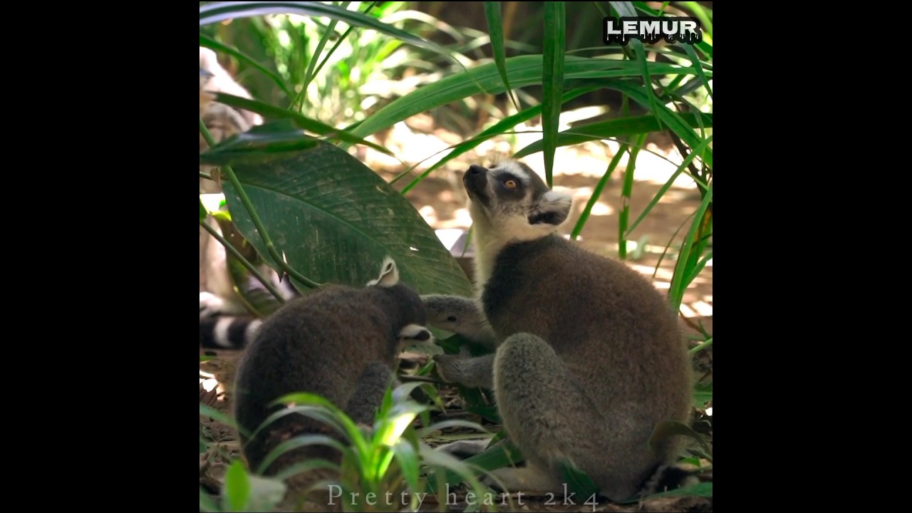 Lemur |🌚 Beautiful lemur in forest 