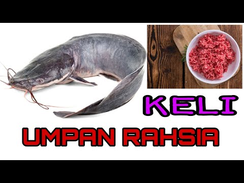 Video: Petua Memancing Ikan Keli di Tasik