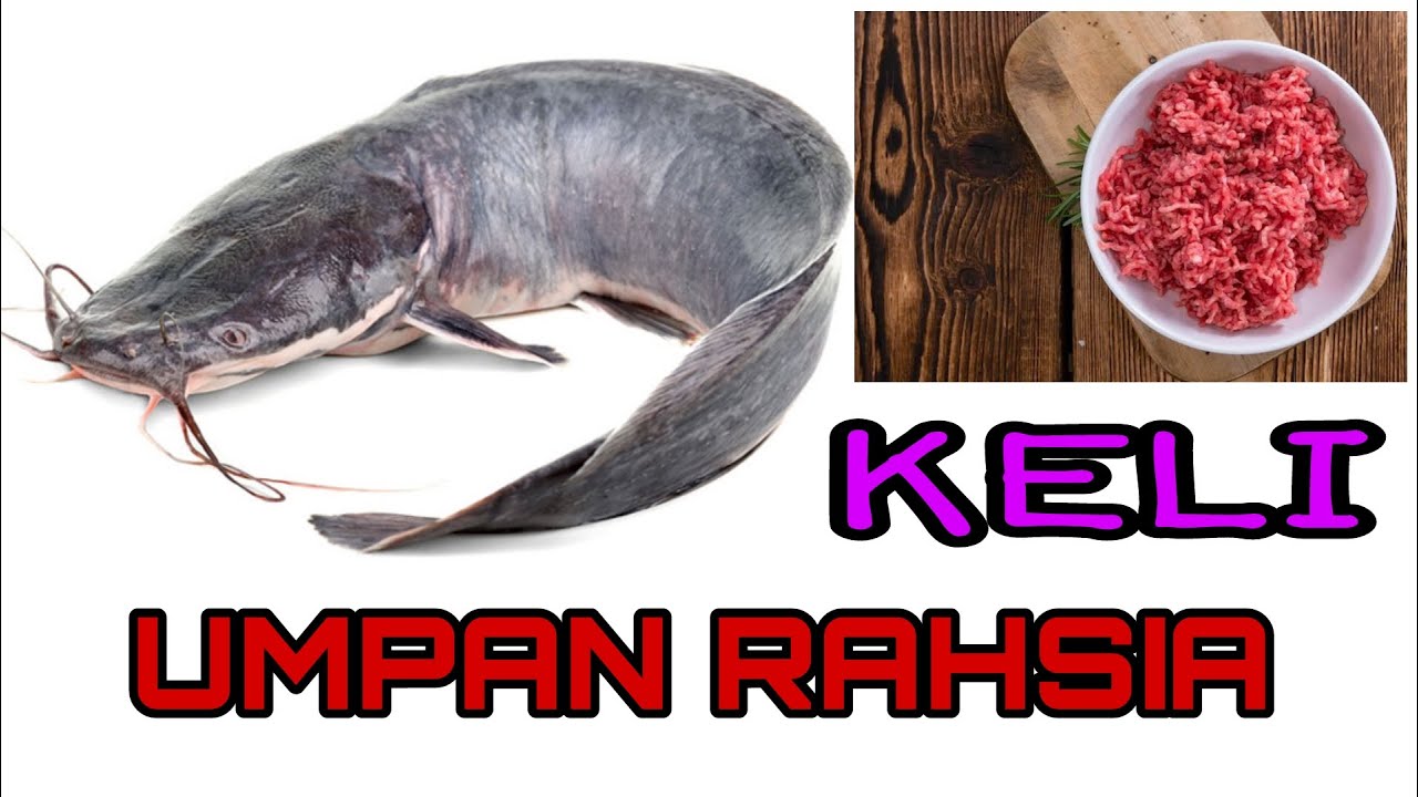 ikan