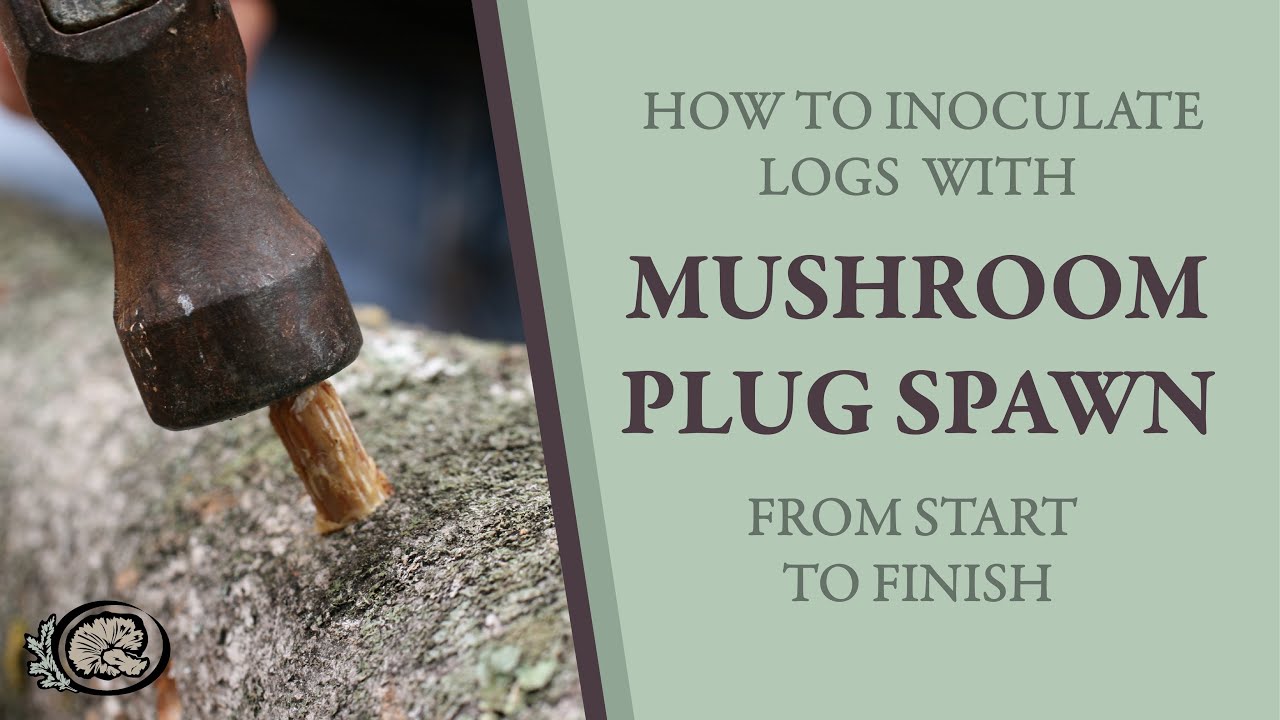 Inoculating Mushroom Logs With Plug Spawn From Start to Finish YouTube
