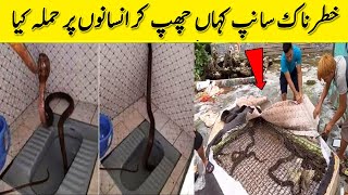 Peshab Kernay Baithay To Neechay Samp Nikla | Weird Snake Encounters | Spotlight