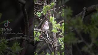 Mükemmel Ses Resimi