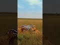 Zebra Stands No Chance Escaping Two Hungry Lionesses After Days Without Food #animals #wildlife