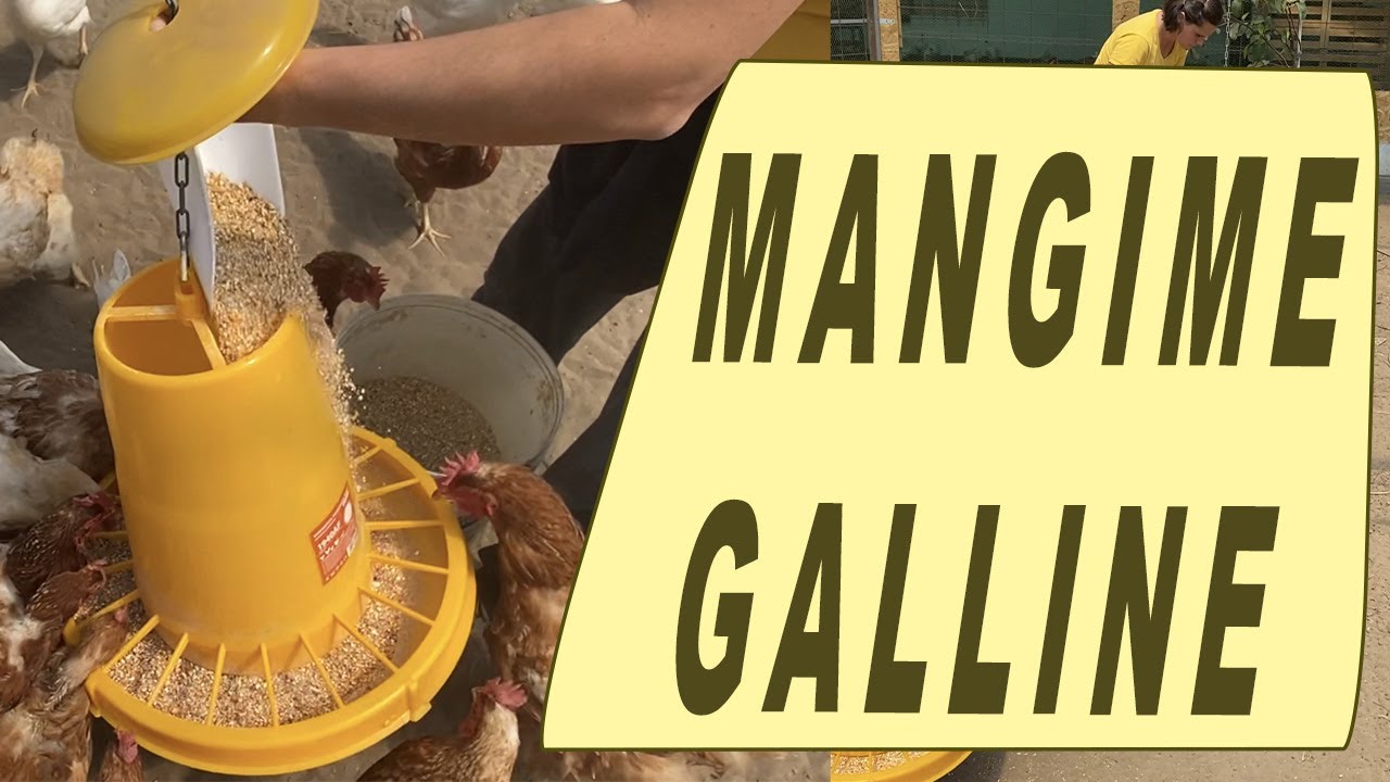 MANGIME per GALLINE FATTO IN CASA
