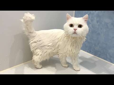 綿飴みたいな猫をお風呂にいれたら…