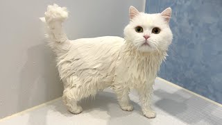 ENG) We wash a cat that looks like cotton candy!