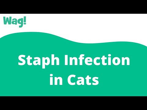 Video: Staph Infection Sa Mga Pusa