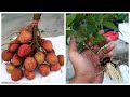 How To Grow Seed Lychee | Cara Semai Biji Buah Laici