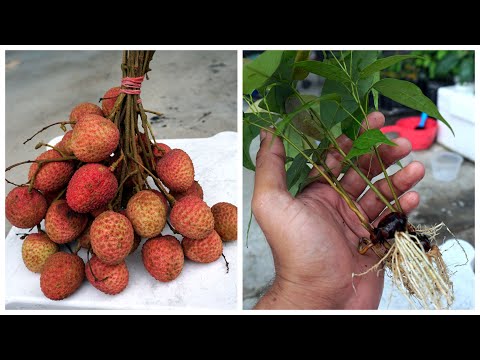 How To Grow Seed Lychee | Cara Semai Biji Buah Laici