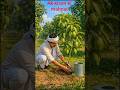Ak kisan 🥭 three banka bad