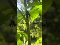 Cosmo Hug 🤗Sun Power☀️Plantain Baby Cattails🐱🌱🐈 #cosmiccattails #garden #naturesvoice #flowerhug