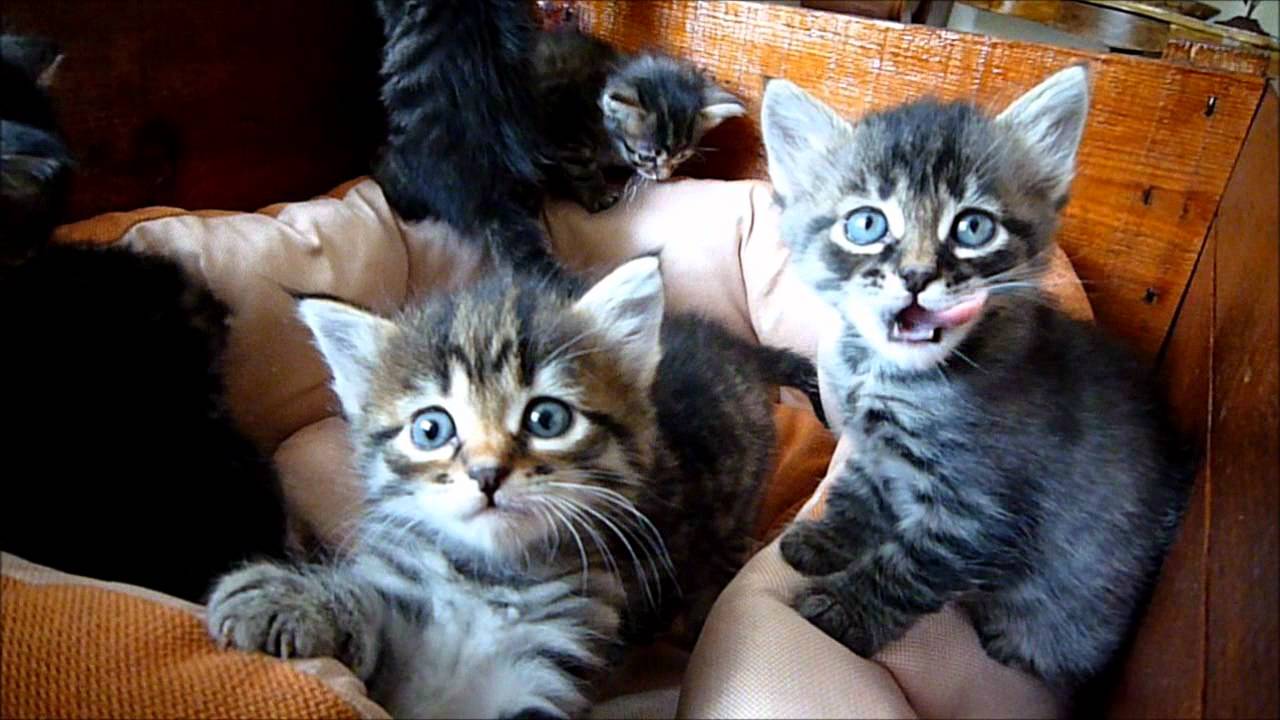 Video Chatons Felicia 1 Mois Youtube