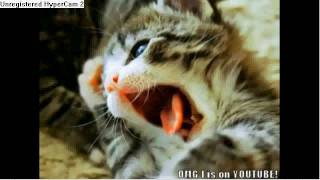 funny cute cats (1) screenshot 3