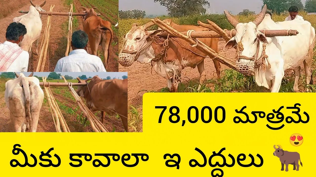 Yerragondapalem, C.kothapalli (village) .Bulls🐂 78,000 only