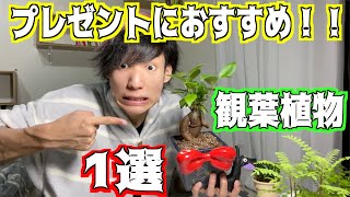 【多幸】プレゼントにおすすめの観葉植物を教えます！