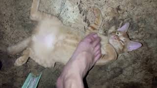 Ginving Belly Rubs On Sleeping Cat Using My Foot Part 2