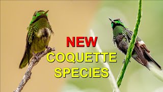 A NEW HUMMINGBIRD Species Was Born: The Butterfly Coquette