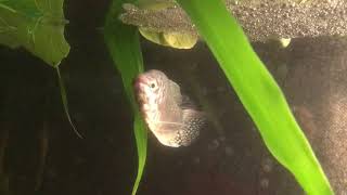 Blue Gourami breeding full 5 days