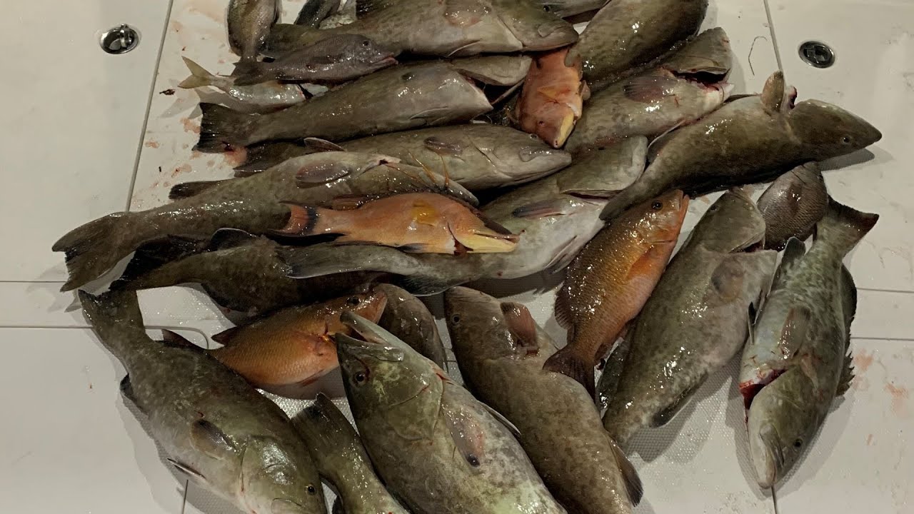 Offshore Gag Grouper and Hog fish Slay fest YouTube