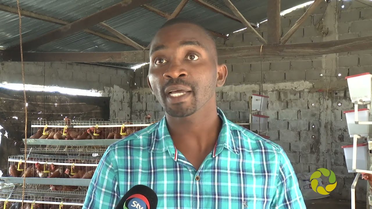 PRODUÇÃO DE OVOS MOCUBA