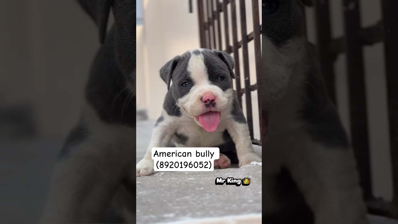 American bully for sale (8920196052) 