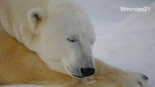 デナリの人ちがい~Mistaken identity,Polar Bear 