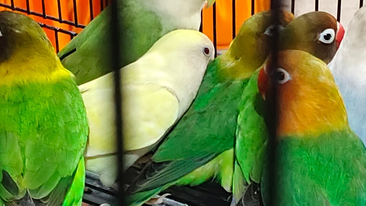 Thrishna's World is live