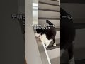 会社猫ふくの日常😸暖かい季節はお出迎えしてくれます😊#株式会社日章#トラック運送#会社猫
