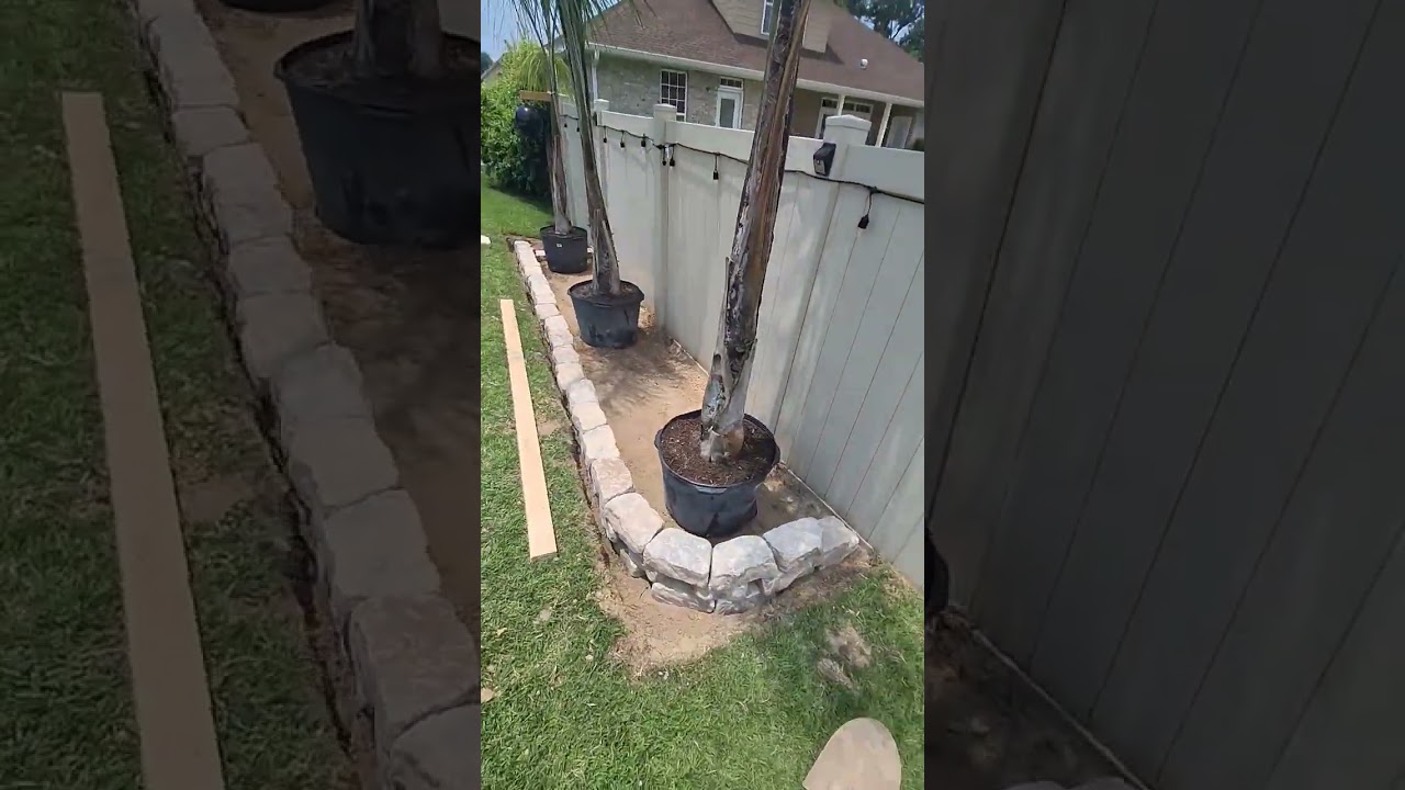 Посадка пальм 