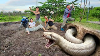 Expert Bravely Digs Up and Captures a Nest of Giant White Pythons