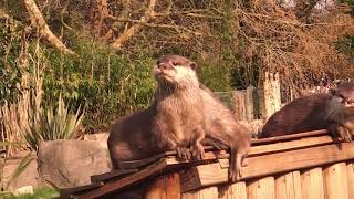 Otter And Sounds For Kids Video Compilation Learn Animal Names Of 15 Languages For Children