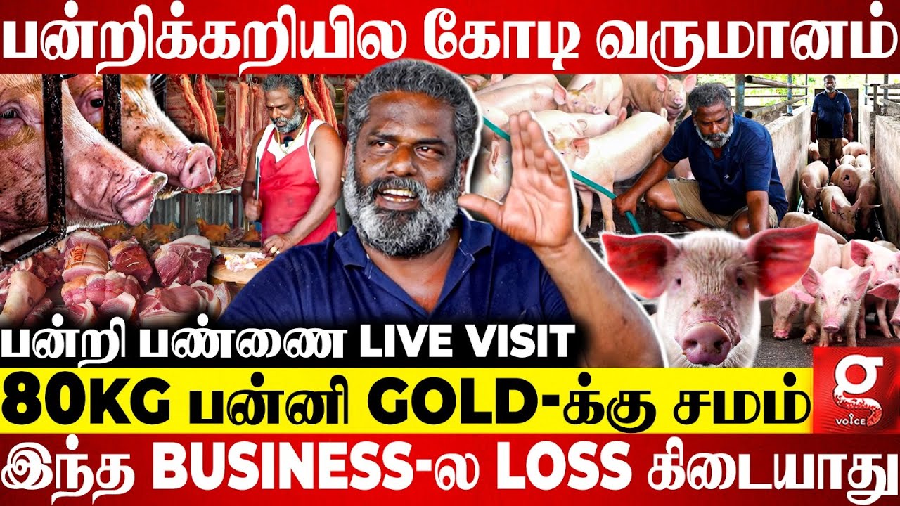 அன்று பன்னிக்காரன்.. இன்று கோடீஸ்வரன்..🔥சென்னையை கலக்கும் பன்றிக்கறி Business😮Pig Farm Live Visit