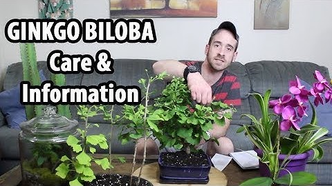 How to Care for Ginkgo biloba (Maidenhair Tree)